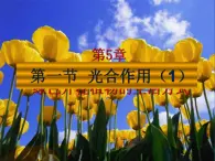 3.5.1光合作用（第1課時(shí)）課件2023--2024學(xué)年北師大版生物七年級(jí)上冊(cè)