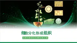 2.3.2細(xì)胞分化形成組織（課件+教案）北師大版 七上