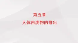 魯教版(五四制)初中生物七年級(jí)上冊(cè) 第5章 第1節(jié) 尿的形成和排出  課件