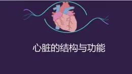 魯教版(五四制)初中生物七年級(jí)上冊(cè) 第4章 第3節(jié) 第1課時(shí) 心臟的結(jié)構(gòu)與功能  課件
