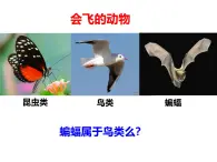 生物魯科五四版八年級(jí)上冊(cè) 7.1.7哺乳類課件