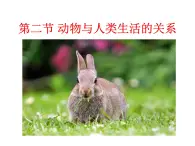 生物魯科五四版八年級(jí)上冊(cè) 7.3.2 動(dòng)物與人類生活的關(guān)系 課件
