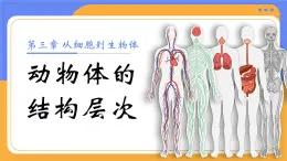 人教版初中生物七上：1.3.2 動(dòng)物體的結(jié)構(gòu)層次（教學(xué)設(shè)計(jì)+課件）