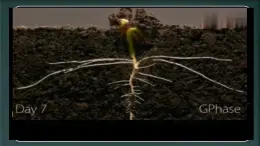 初中  生物  人教版（2024）  七年级上册第二节 种子植物 课件