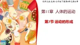 北师大版初中生物 七年级下册 11.3运动的形成（PPT+教案）
