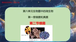 6.1.2 細菌-七年級生物下冊同步精品課堂（魯科版五四學(xué)制） 課件