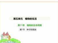 蘇科版（2024）七年級下冊（2024）種子的萌發(fā)課文ppt課件