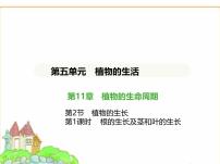 蘇科版（2024）七年級下冊（2024）植物的生長背景圖課件ppt