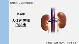 4.5 人體內(nèi)廢物的排出 課件 人教2024版 七年級生物下冊
