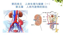 4.5 人體內(nèi)廢物的排出 課件 2025學年人教版七年級生物下冊