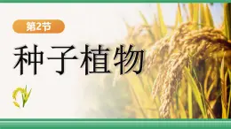 人教版2024七年级上册生物《种子植物》 课件