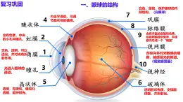 6.1+人體對外界環(huán)境的感知（第2課時）（人教版2024）課件