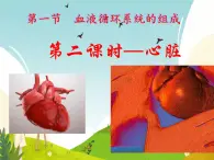 初中生物冀少版（2024）七年級下冊3.2.1.3  心臟 課件