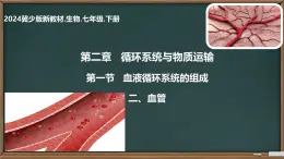 初中 生物 冀少版（2024）七年級下冊3.2.1.2 血液循環(huán)系統(tǒng)的組成(血管) 課件