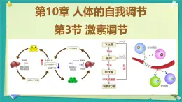 初中 生物 北師大版（2024）七年級下冊4.10.3 激素調節(jié) 課件