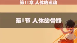 初中 生物 北師大版（2024）七年級下冊4.11.1 人體的骨骼 課件