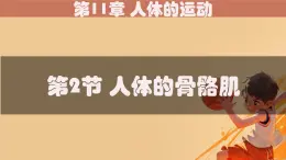 初中 生物 北師大版（2024）七年級下冊4.11.2 人體的骨骼肌 課件
