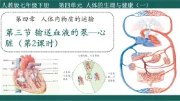 4.4.3+輸送血液的泵—心臟（第2課時）課件