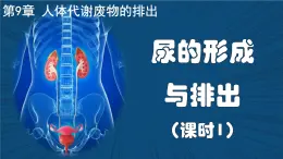 4.9.2+尿的形成與排出（課時1）課件