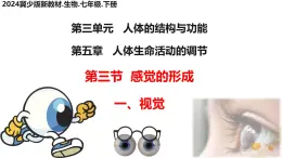 初中 生物 冀少版（2024）七年級下冊3.5.3.1 感覺的形成-視覺 課件
