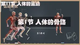 初中 生物 北師大版（2024）七年級下冊4.11.1 人體的骨骼第1課時 課件