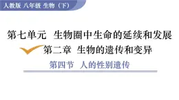 2025年春人教版生物八年級(jí)下冊(cè)教學(xué)課件 第7單元 第2章 第4節(jié) 人的性別遺傳