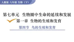 2025年春人教版生物八年級(jí)下冊(cè)教學(xué)課件 第7單元 第1章 第4節(jié) 鳥的生殖和發(fā)育