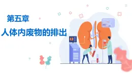 人教版生物七年級下冊4.5 《人體內(nèi)廢物的排出》 課件