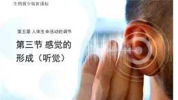 3.5.3感覺的形成——聽覺 課件 生物冀少版（2024）七年級下冊第三單元