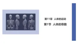 初中  生物  北师大版（2024）  七年级下册4.11.1 人体的骨骼 课件