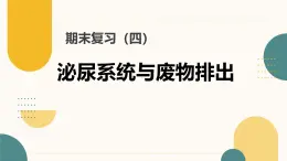 初中  生物  冀少版（2024）  七年級下冊3.4 泌尿系統(tǒng)與廢物排出 復習課件