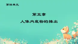 初中生物學(xué)人教版（2024）七年級下冊4.5人體內(nèi)廢物的排出課件課件