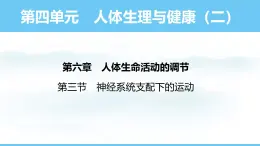 人教版（2024）八年级生物上册课件 第四单元 第六章 第三节 神经系统支配下的运动