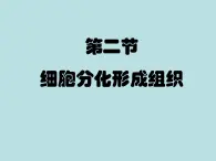 北師大版七年級(jí)生物上冊(cè)第2單元第4章第1節(jié)細(xì)胞分化形成組織 (2) 課件