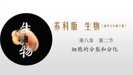 8.2 細(xì)胞的分裂和分化（課件）七年級下冊生物
