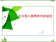 魯科版（五四學(xué)制）生物六年級下冊 3.1《水分進(jìn)入植物體內(nèi)的途徑》ppt課件