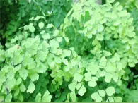 魯科版（五四學(xué)制）生物六年級下冊3.2《綠色植物參與生物圈的水循環(huán)》ppt課件