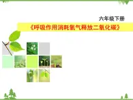 魯科版（五四學(xué)制）生物六年級下冊5.2《呼吸作用消耗氧氣釋放二氧化碳》ppt課件