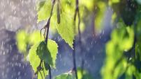 人教部編版七年級(jí)上冊(cè)雨的四季教學(xué)演示課件ppt