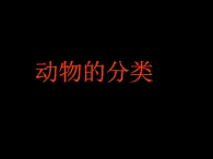 動植物的分類——動物的分類 課件