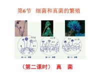 初中浙教版第6节 细菌和真菌的繁殖多媒体教学ppt课件