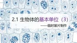 （浙教版2024）七年級上冊科學(xué)同步課件2-1生物體的基本單位（第3課時） 課件