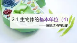 （浙教版2024）七年級上冊科學(xué)同步課件2.1 生物體的基本單位（第4課時） 課件