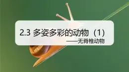 （浙教版2024）七年級上冊科學(xué)同步課件2-3 多姿多彩的動物（第1課時）課件