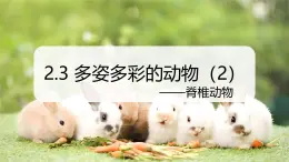 （浙教版2024）七年級上冊科學(xué)同步課件2-3 多姿多彩的動物（第2課時） 課件