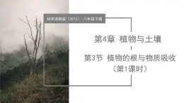4.3 植物的根與物質(zhì)吸收（第1課時）（教學(xué)課件）-2024-2025學(xué)年八年級科學(xué)下冊（浙教版）