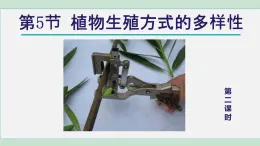 2025年春七年級下冊科學(xué)（浙教版）上課課件 第1章 5. 植物生殖方式的多樣性 第2課時