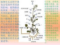 2020-2021学年第5章 植物生命活动的调节第4节 环境因素参与调节植物的生命活动图片课件ppt