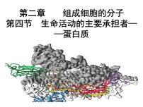 人教版 (2019)必修1《分子与细胞》第4节 蛋白质是生命活动的主要承担者教案配套课件ppt