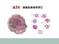 高中生物人教版 (2019)必修1《分子与细胞》第3节 细胞的衰老和死亡图片课件ppt